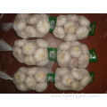 Large Bag Normal White Garlic Packed 500g bag